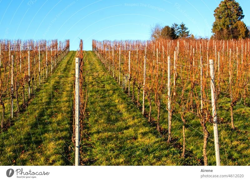 Purity law | clean vineyard for pure wine Plant Vine Bright sunny Illuminating Agriculture Wine growing Winegrower Vineyard Wine village Rural Slope Winery