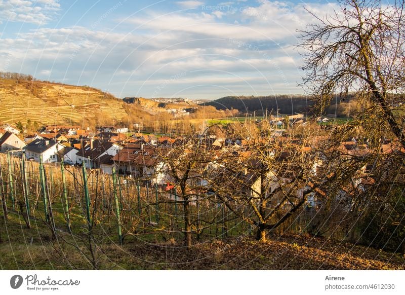 On the sunny side Wine growing Slope Rural Vine golden Vineyard Wine village Winegrower Illuminating Bright viticulture Winery vines hilly mountain Hill