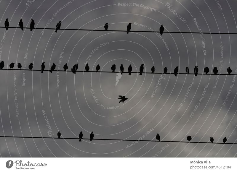 the silhouette of a flock of birds that perches on three electric cables on a cloudy day Electrical equipment cloudy sky Birds fly nature background Flying