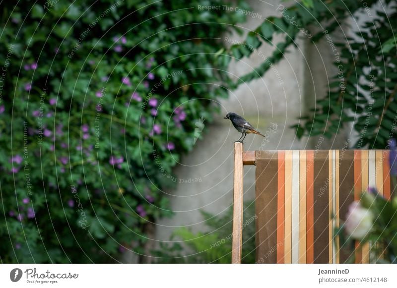 Bird standing on an edge of wooden deck chair Deckchair Garden Vacation & Travel Calm Relaxation urban Leisure and hobbies city garden Interior courtyard