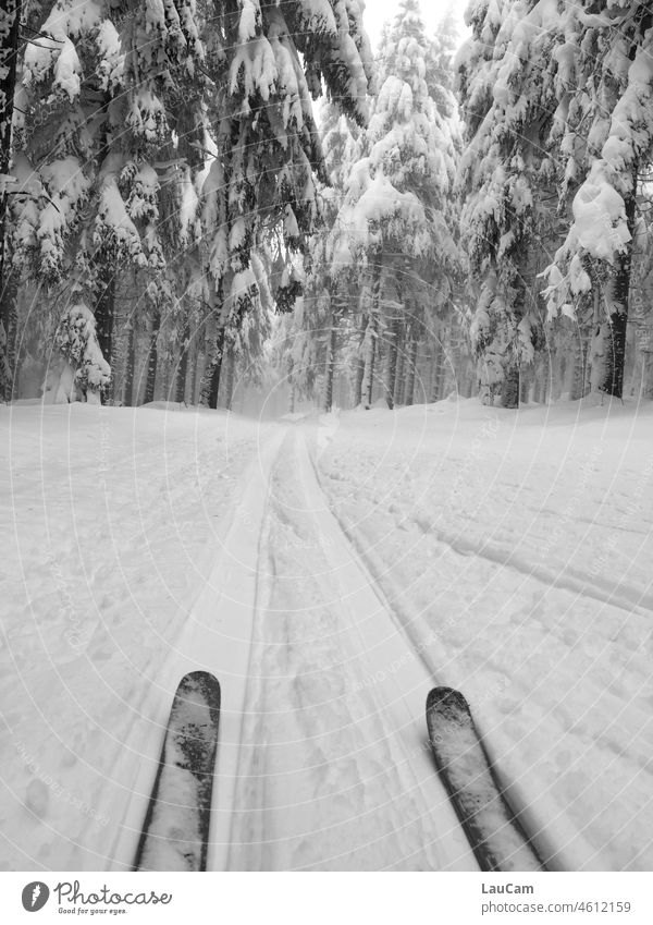 On the trail - cross-country skiing in the snowy winter forest Snow Winter skis trace Cross-country ski trail Forest trees Landscape Skiing Winter sports