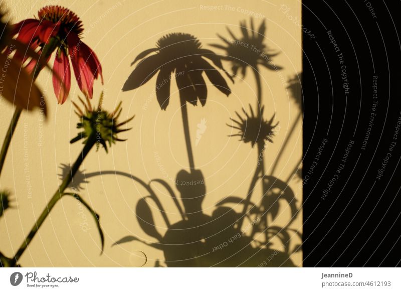 Flowers shadow game on the wall Shadow play Light Wall (building) flowers Visual spectacle Pattern Abstract evening mood Light and shadow Interior shot