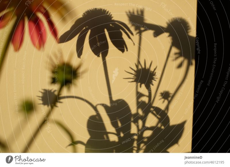 Flowers shadow game on the wall Shadow play Light Wall (building) flowers Visual spectacle Pattern Abstract evening mood Light and shadow Interior shot