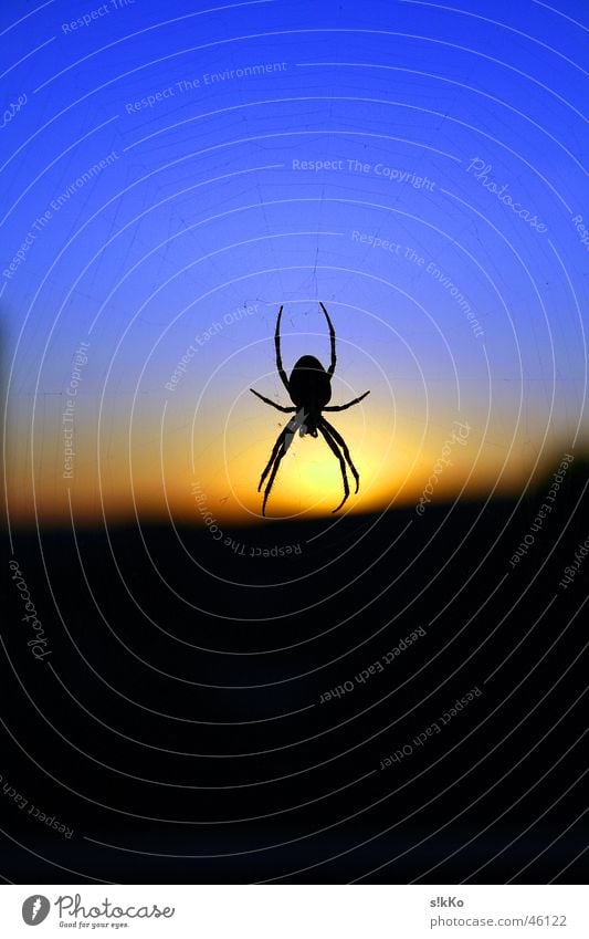 Spider in the Sunset Back-light Sky Net Blue Contrast nice