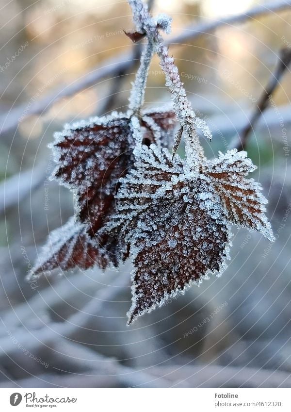 Took a walk in the frost and freezing cold. These leaves covered with ice crystals drew me under their spell. Frost Cold Winter Frozen Ice Nature White Freeze