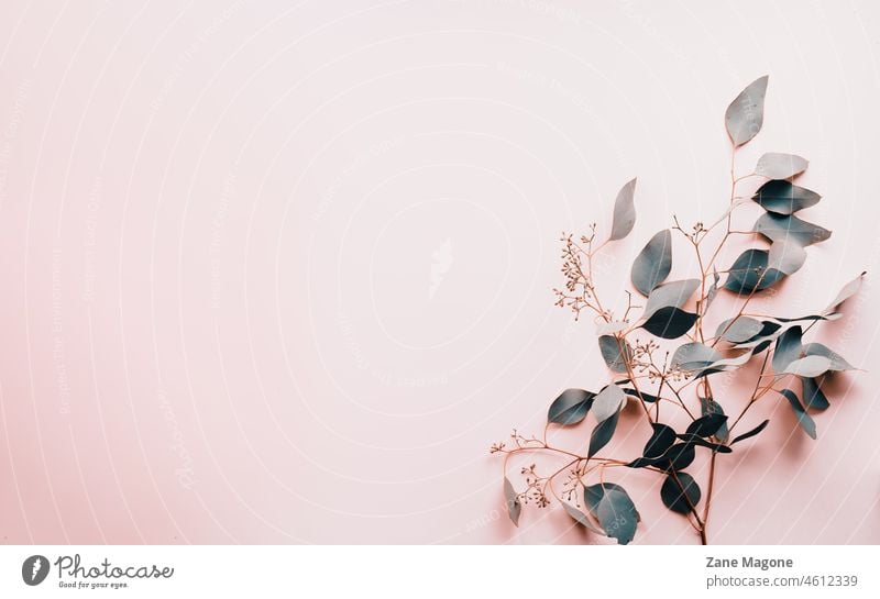 Pastel background and eucalyptus leaves, minimal - a Royalty Free Stock  Photo from Photocase