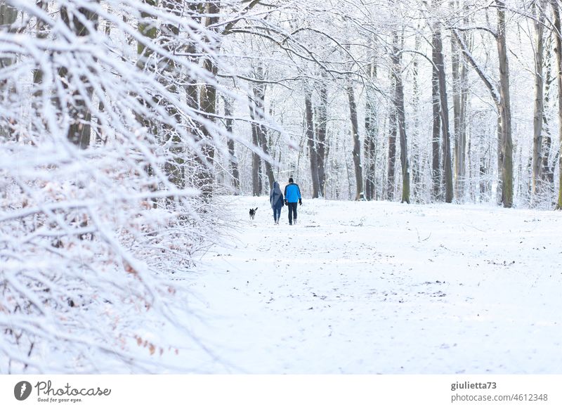 Couple with dog walking through snowy winter forest Winter Winter mood Winter walk Forest Park trees Avenue city park kitchen forest Snowfall snow-covered