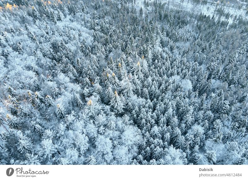 Aerial view of forest covered wirt snow winter aerial mountain tree nature background landscape flight woodland drone snowy poland europe cold country