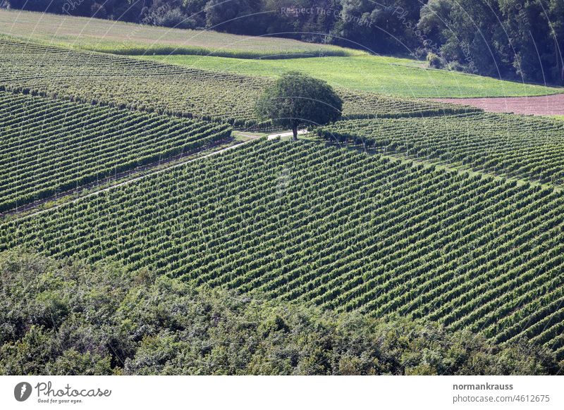Vineyards in the Southern Palatinate vines vineyards palatinate southern Palatinate Overflight Bird's-eye view Green demarcation Plots Tree viticulture