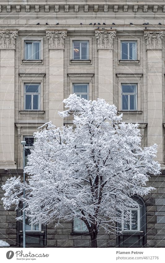 Bare tree covered by the first snow against the facade of a building with neoclassical architecture. alone background bare barn beautiful beauty branch