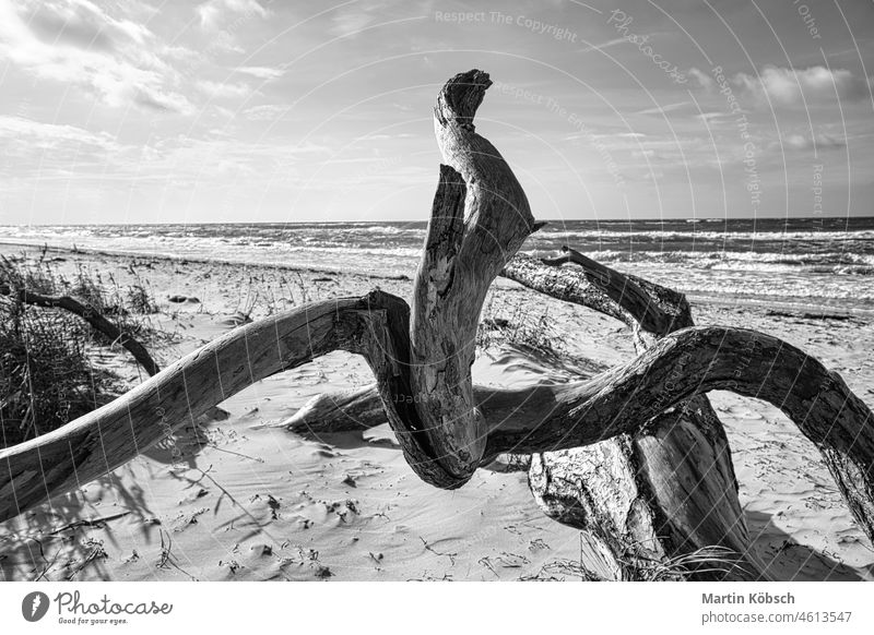Driftwood, tree root lying on the Baltic Sea coast on the beach in front of the sea in black and white. Branch baltic darss recreation ocean paradise plant sun
