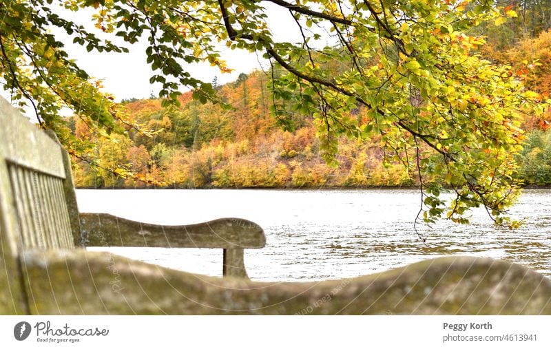 Bench by the lake under tree in autumn Wooden bench Lake Tree Autumn variegated leaves Nature Deserted Autumnal Exterior shot Autumn leaves Colour photo