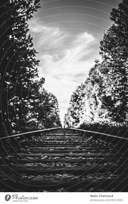 Railway in the middle of a forest in black and white Black & white photo railway Railway bridge railway line Railway tracks Railroad Railroad tracks Transport