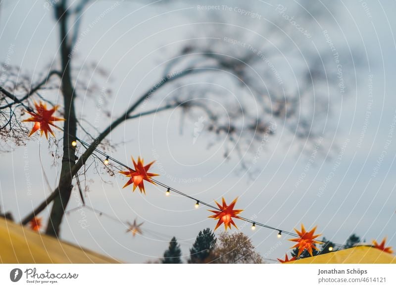Poinsettias in bare tree in winter Christmas star Tree Bleak Winter Dreary cloudy skies Sky Red Illuminate Herrnhuter Star branches tilt blurriness bokeh Hang