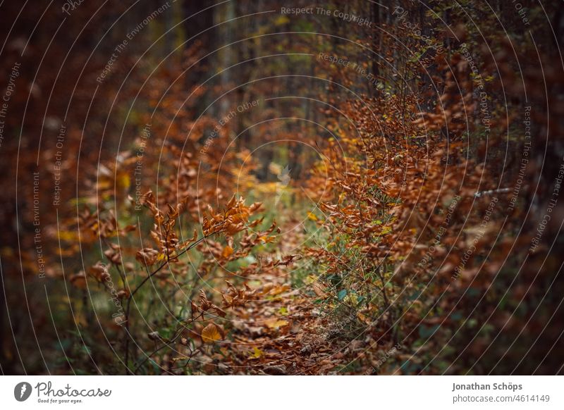 Forest path in autumn tilt effect forest path Autumn blurriness foliage off Lanes & trails Nature trees Tree Environment To go for a walk Deserted Exterior shot