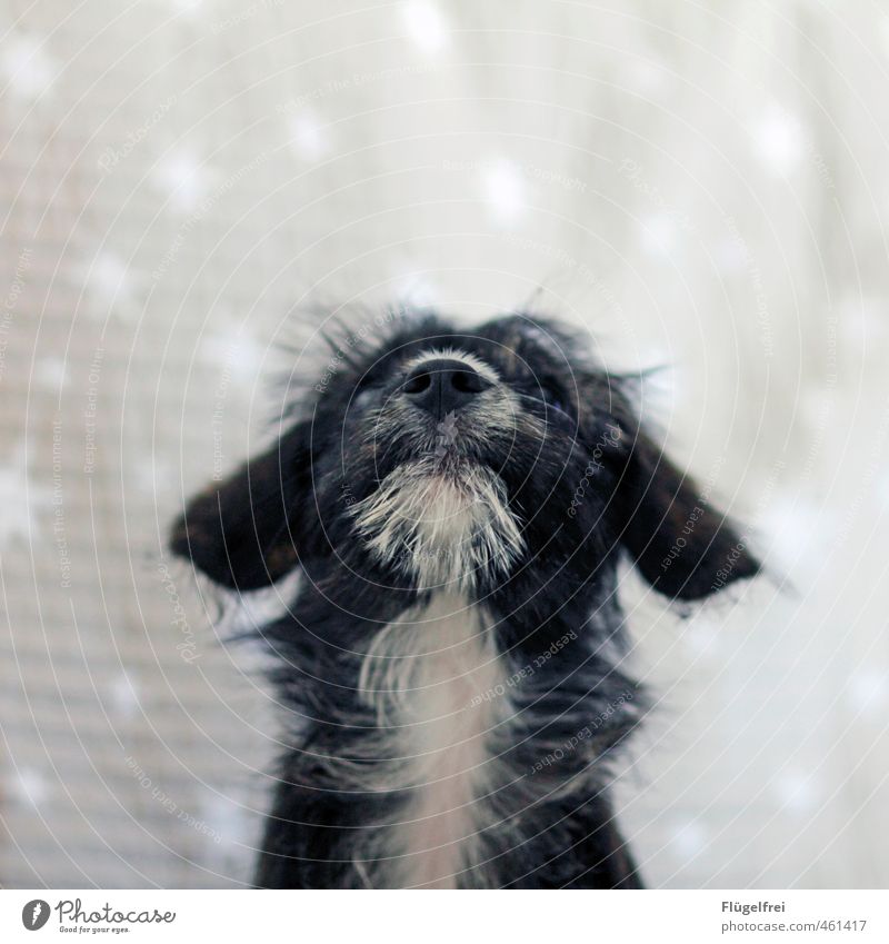 I wish for ... Pet Dog 1 Animal Observe Stars Pattern Upward Puppy Dream Snout Ear Pelt Think Christmas & Advent Desire Heaven Sky Colour photo Subdued colour