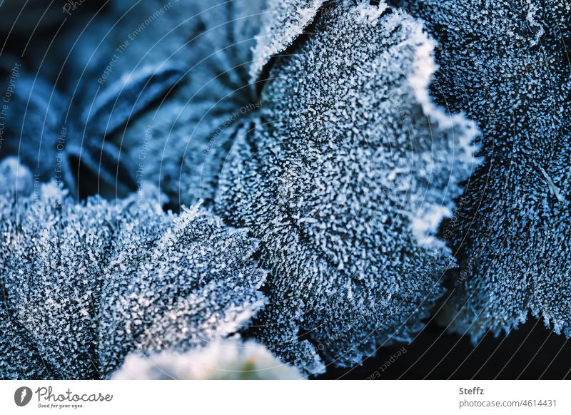 Hoarfrost on the lady's mantle Hoar frost Alchemilla vulgaris alchemilla Alchemilla leaves Hoarfrost covered Cold shock chill Frost icily Frozen freezing cold