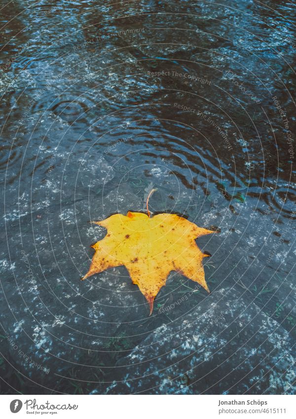 yellow maple leaf in puddle during rain in autumn Yellow autumn colours Contrast comlemetary colours Maple leaf Leaf foliage Maple tree Puddle stones Street