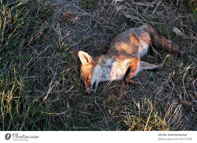 Road traffic victim: dead fox on the edge of the roadway Fox Death Meadow Roadside traffic casualties Sacrifice Dead animal Animal Wild animal Transience Lie
