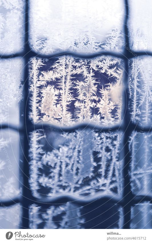 Ice flowers behind bars Frostwork winter Cold Window Grating Frozen Window pane Blue