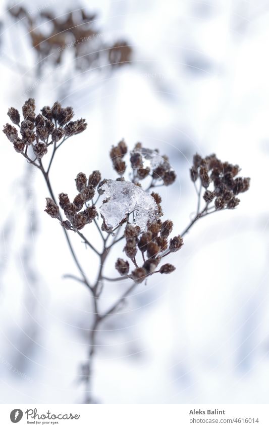 Yarrow in the snow with ice Plant Exterior shot Shallow depth of field Colour photo Deserted Nature Close-up Winter Faded Frozen book cover book cover motif