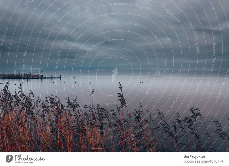 Cloudy day with reeds in Friesland reed grass Common Reed Frozen Ice Sunrise coast Winter Frisia Netherlands Tree trunk Silhouette Pattern Structures and shapes