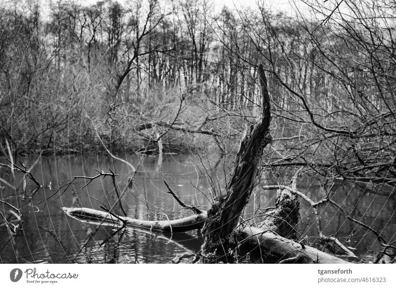 Dead trees in water Emsland dead tree Water Landscape Deserted Nature River Forest Moody Idyll Exterior shot Tree Calm River bank Winter