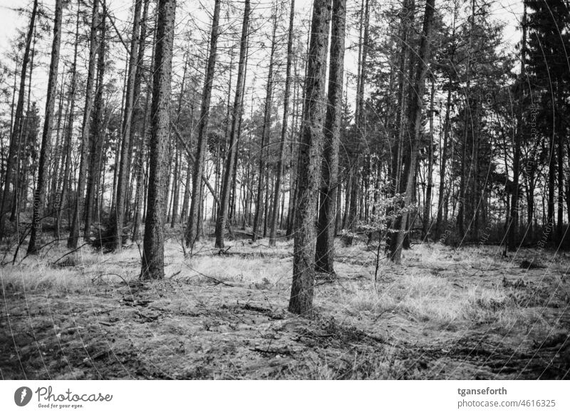 in the wood Forest Emsland conifers slanting Exterior shot Deserted Landscape Tree trees Winter Cold Nature Environment