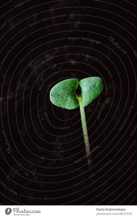 young green sprout fresh fragility stem copy space grow seedling care small beginning gardening concept soil life agriculture spring ecology cultivated new