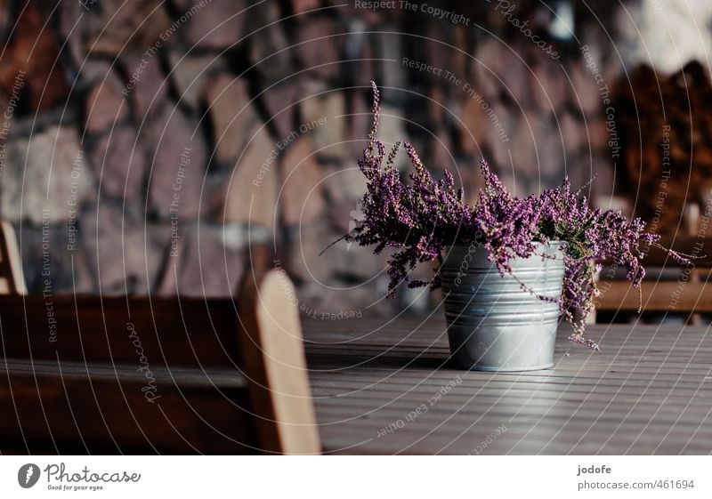 They are placed Wood Simple Loneliness Table Feces Plant Flower Heather family Decoration Firewood Restaurant outdoor area Violet Pink Lonely Deserted Guest