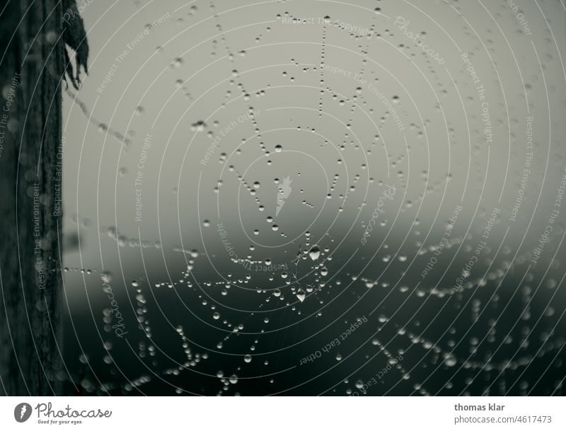 Spider web with dew drops Spider's web Drops of water Fog Nature Gray Autumn