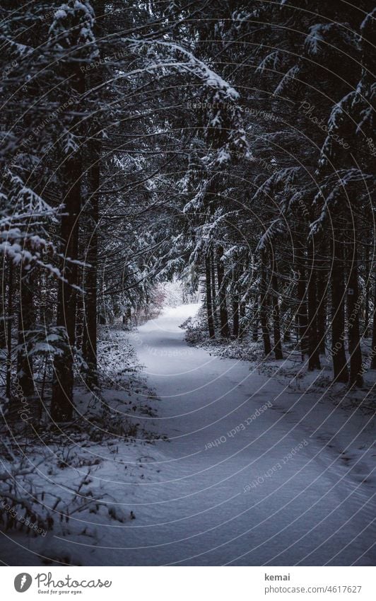 Snowy path in forest Forest Snowscape snow-covered snowy Cold winter Winter mood Tree Forest Trail off forest path Light Shadow White chill Winter's day Nature