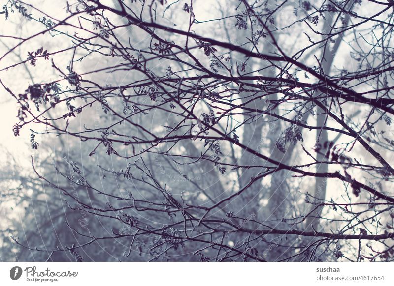 winter tree Winter Tree shrub branches twigs Wood depth Cold Frozen Dreary Season Twigs and branches Nature Deserted Environment Forest Frost melancholy