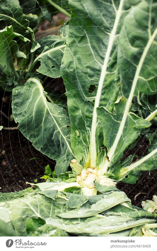 Cabbage - fresh organic vegetables Agriculture biography heyday Breed breeding controlled agriculture Cotton mesh bag Cotton net Zucchini Cultivation