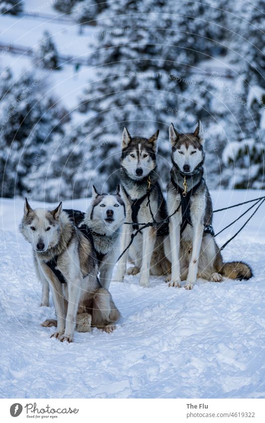 Huskies in sled team Husky Dog Animal Winter Snow Cold White Frost Sled dog Nature Ice Exterior shot Landscape Day Running Adventure Colour photo Pet Pack