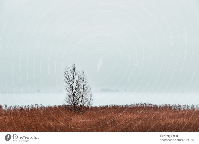 Foggy day with tree and reed in Friesland reed grass Common Reed Frozen Ice Sunrise coast Winter Frisia Netherlands Tree trunk Silhouette Pattern