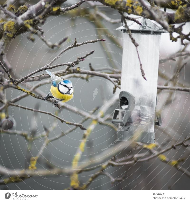 Animal love | Winter feeding for songbirds Tit mouse Bird winter feeding Feeding station Ornithology 1 Blue tit hungry garden bird Birdseed Branches and twigs
