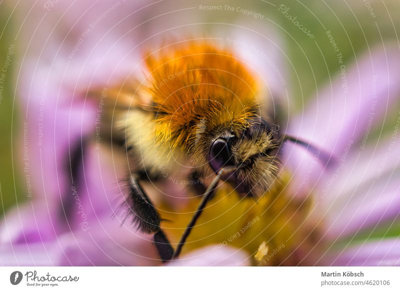 Bee collecting nectar on a dandelion flower macro animal insect outdoors photo approach natural bokeh nature busy bee blossom honeybee botany ecology pollinate