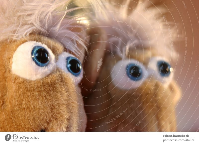 Can those eyes lie? Cuddly toy Animal Plush Mirror Cloth Pupil Eyes Doll's eyes Mirror image Partially visible Facial expression Goggle eyes