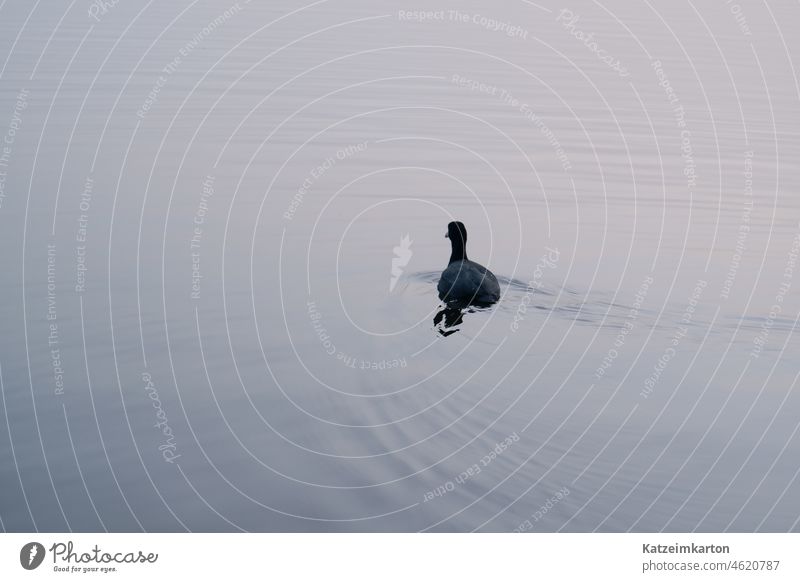 Lonely coot on the way on one's own Loneliness Swimming & Bathing be afloat Water Lake Blue Ocean Nature Animal Exterior shot Bird Pond Float in the water