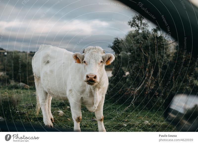 Cow looking at the camera cows Farm Farm animal from the car Cattle Agriculture cattle Nature Meadow Transport travel Farmer Country life Cattle breeding