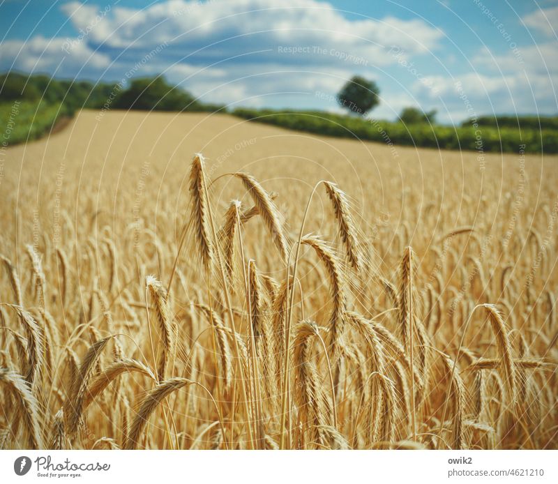 Comprehensive Grain Grain field Ear of corn Blade of grass Field Stand Growth Colour photo Competition Together Movement Exterior shot Agricultural crop Spring
