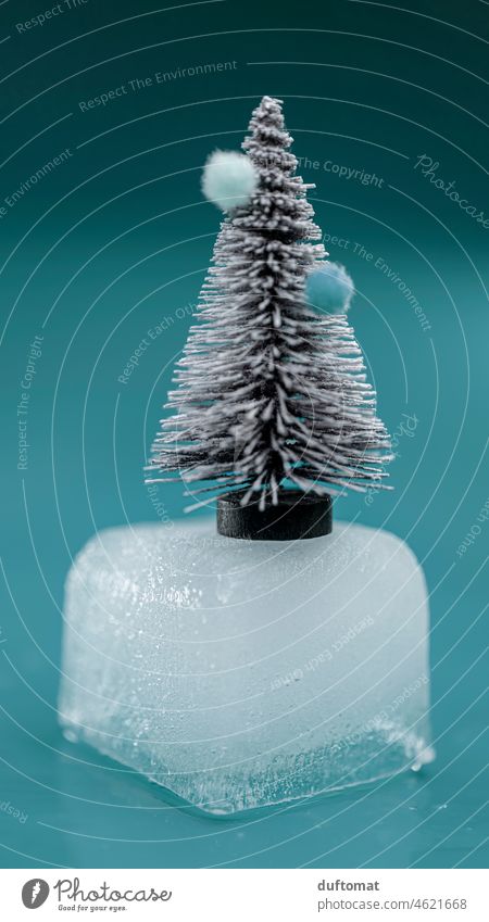 Small fir tree on melting ice cube Winter Ice Ice cube Climate Climate change Climate protection climate crisis Environment Environmental protection