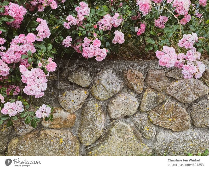 Pink roses on a wall of field stones / frieze wall Friesenwall Natural stone wall Field stone wall North German Frisian Plant Blossom pretty naturally Boundary