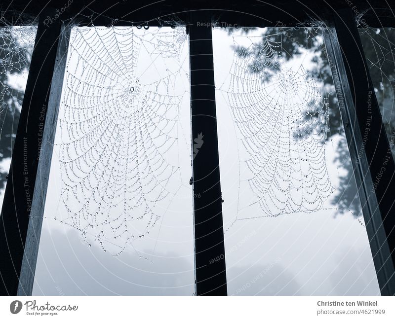 Artfully woven spider webs on a fence. Small drops of water hang like beads from the threads. Spider's web spider silk Drops of water raindrops Cobwebby