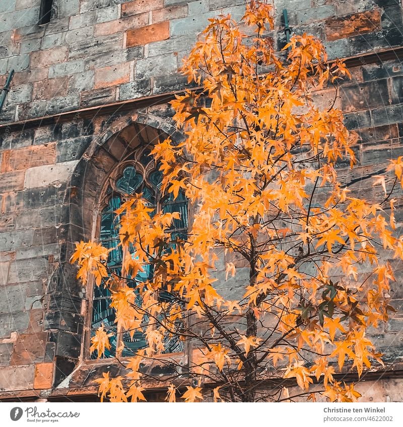 Bright leaves on amber tree standing in front of an old church. Detail shot with a church window almost covered. Autumn Autumnal colours Tree Church