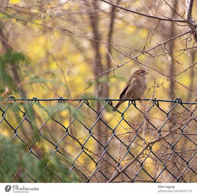 Lady sparrow looking over the fence.... Sparrow Bird Animal Nature Colour photo Environment Copy Space top Deserted Wild animal Shallow depth of field