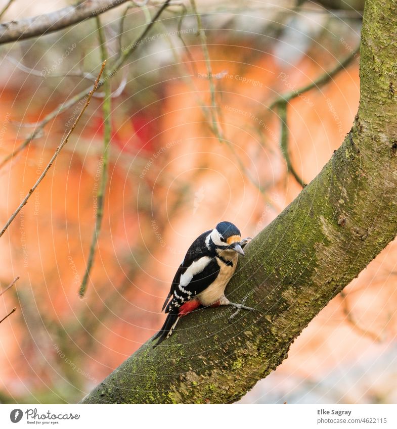 Great spotted woodpecker...feeds on insects and larvae living in wood Spotted woodpecker Bird Exterior shot Deserted Tree Colour photo Woodpecker
