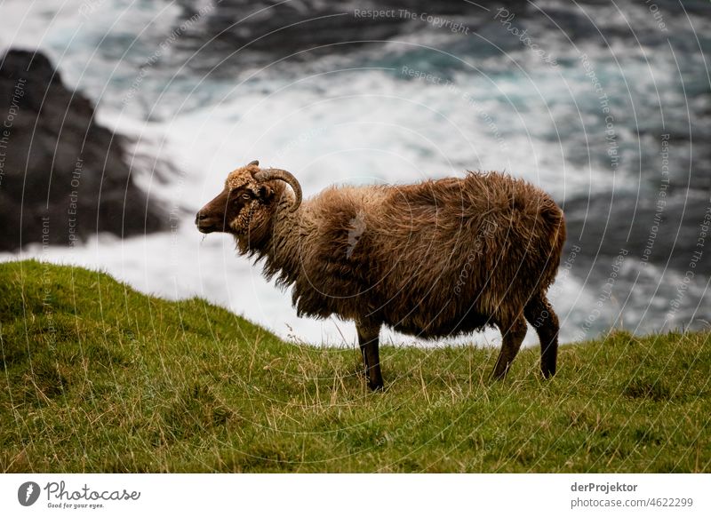Faroe Islands: View of sheep with surf in background Holiday season Rural Landscape Picturesque highlands Cold Mountain Sunlight idyllically stunning Rock
