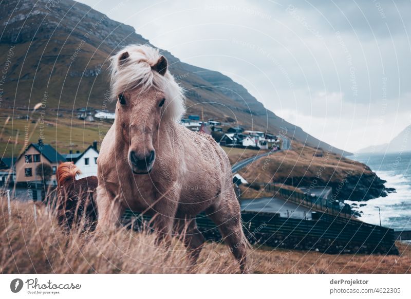 Faroe Islands: View of Kunoyar pony Holiday season Rural Landscape Picturesque highlands Cold Mountain Sunlight idyllically stunning Rock Peaceful Destination